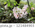 Japanese Quince flower in the garden 121484903