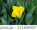 Blooming canna lily flower with green leaves 121484907