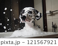 Dalmatian in the shower foam 121567921