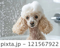 Beige brown poodle in the shower foam 121567922