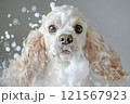 American English Cocker Spaniel in the shower foam 121567923