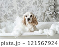 American English Cocker Spaniel in the shower foam 121567924