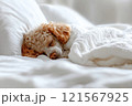 Brown poodle sleeping on pillow and under blanket 121567925