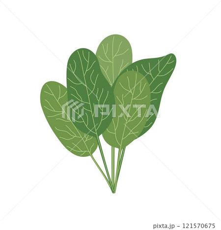 Spinach leaves bouquet simple hand drawn illustration, fresh culinary plant, healthy life style organic diet, food concept, flat style image for menu, recipe design 121570675