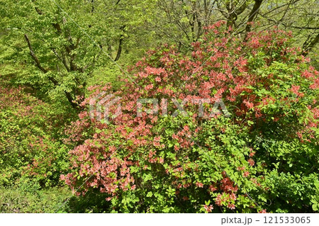 二本木峠（東秩父村）周辺の花咲く山つつじ群生地 121533065