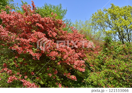 二本木峠（東秩父村）周辺の花咲く山つつじ群生地 121533066