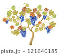 Watercolor grape vine with blue berries. Illustration of purple fruits, leaves and branches isolated on white background. Berries for wine, juice, jam label. Clipart for winery, cafe, restaurant. 121640185