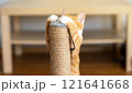 Domestic ginger little cute kitten plays with a scratching post. Fun for cats. focus on cat paws. close-up 121641668