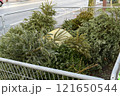 Used Christmas trees behind the fence in France 121650544