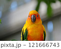 飛翔するコガネメキシコインコ 121666743