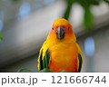 飛翔するコガネメキシコインコ 121666744