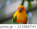 飛翔するコガネメキシコインコ 121666745