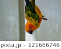 飛翔するコガネメキシコインコ 121666746