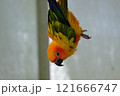 飛翔するコガネメキシコインコ 121666747