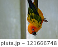 飛翔するコガネメキシコインコ 121666748