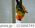 飛翔するコガネメキシコインコ 121666749