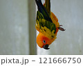 飛翔するコガネメキシコインコ 121666750