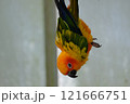 飛翔するコガネメキシコインコ 121666751