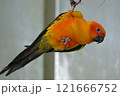 飛翔するコガネメキシコインコ 121666752