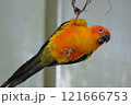 飛翔するコガネメキシコインコ 121666753