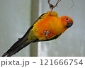 飛翔するコガネメキシコインコ 121666754