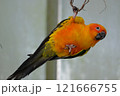 飛翔するコガネメキシコインコ 121666755