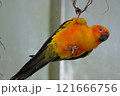 飛翔するコガネメキシコインコ 121666756