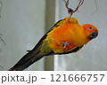 飛翔するコガネメキシコインコ 121666757