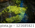 Lush Green Water Plants Floating in a Brightly Lit Stream 121685821