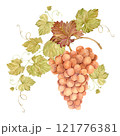 Watercolor branch with orange grapes. Illustration of sweet berries, leaves and branches isolated on white background. Berries for wine, juice, jam labels. Clipart for winery, cafe, restaurant. 121776381