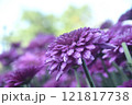 pink chrysanthemum flowers with drop of water blooming in garden 121817738