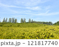 landscape of Tung Prong Thong golden mangrove field in sunny day travel location on Thailand 121817740