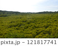 landscape of Tung Prong Thong golden mangrove field in sunny day travel location on Thailand 121817741