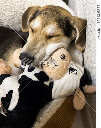 dog sleeps hugging his favorite toy 121826258