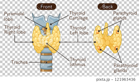 thyroid, throat, singing voice 121963436