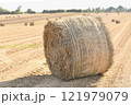 Bale of dry flax on the field 121979079