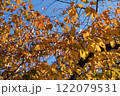 紅葉した樹木 122079531