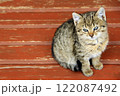 Kitten sits on bench. Young grey cat sitting on the surface 122087492