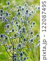 Thorny plant of Eryngium. Medicinal plant in the summer. Seasonal flowers 122087495