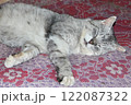 Rural cat basking on carpet. Lazy cat dozing on warm floor 122087322