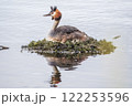 Great Crested Grebe, Podiceps cristatus, water bird sitting on the nest, nesting time on the green lake 122253596