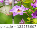 Spring Flowering Downy Clematis (Clematis macropetala). Close up of flowering blue Clematis on blurred background. 122253607