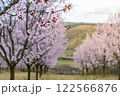 Almond orchard in bloom, Hustopece village, Czech 122566876