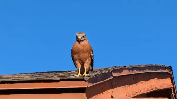 Photo of a Coopers Hawk