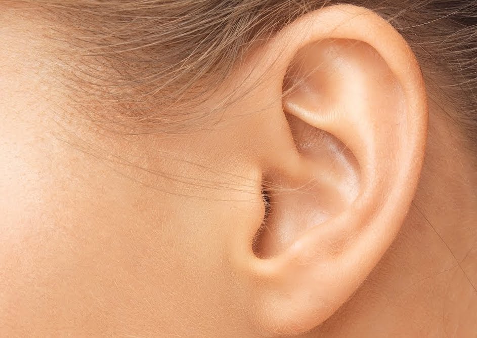 human-ear