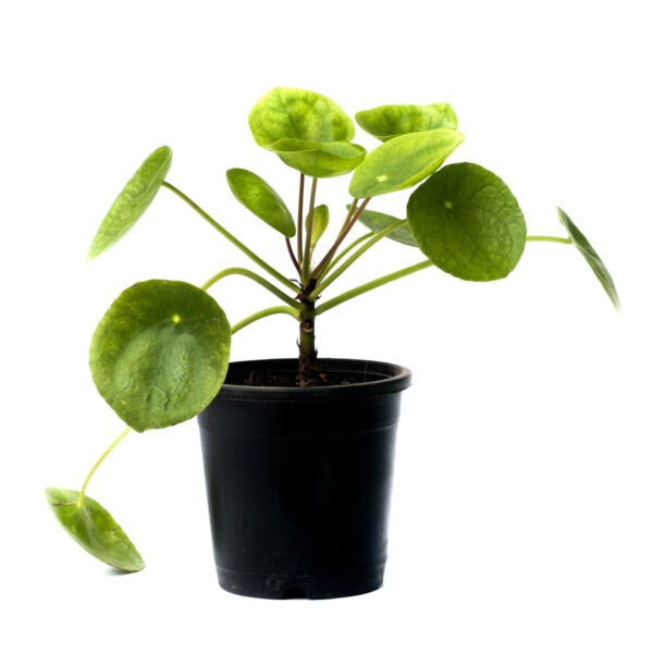 Pilea Peperomioides Chinese Money Plant