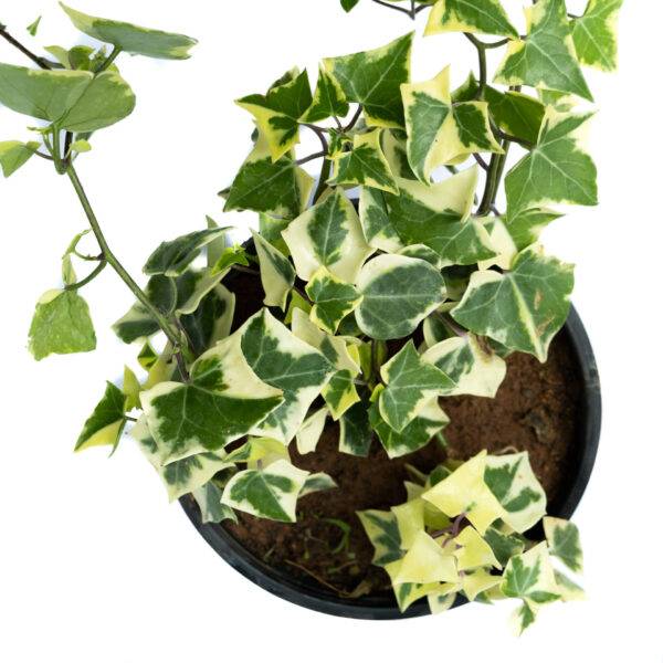 Bagh English Ivy