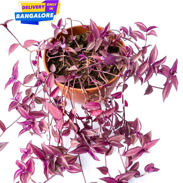 Wandering Jew