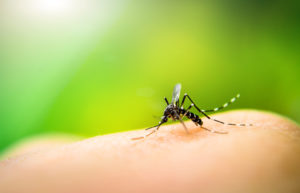 Mosquito sucking blood on human skin with nature background