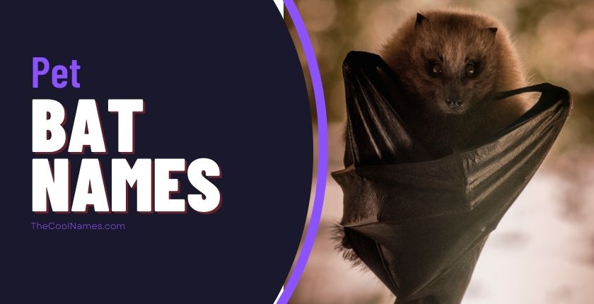 Bat Names